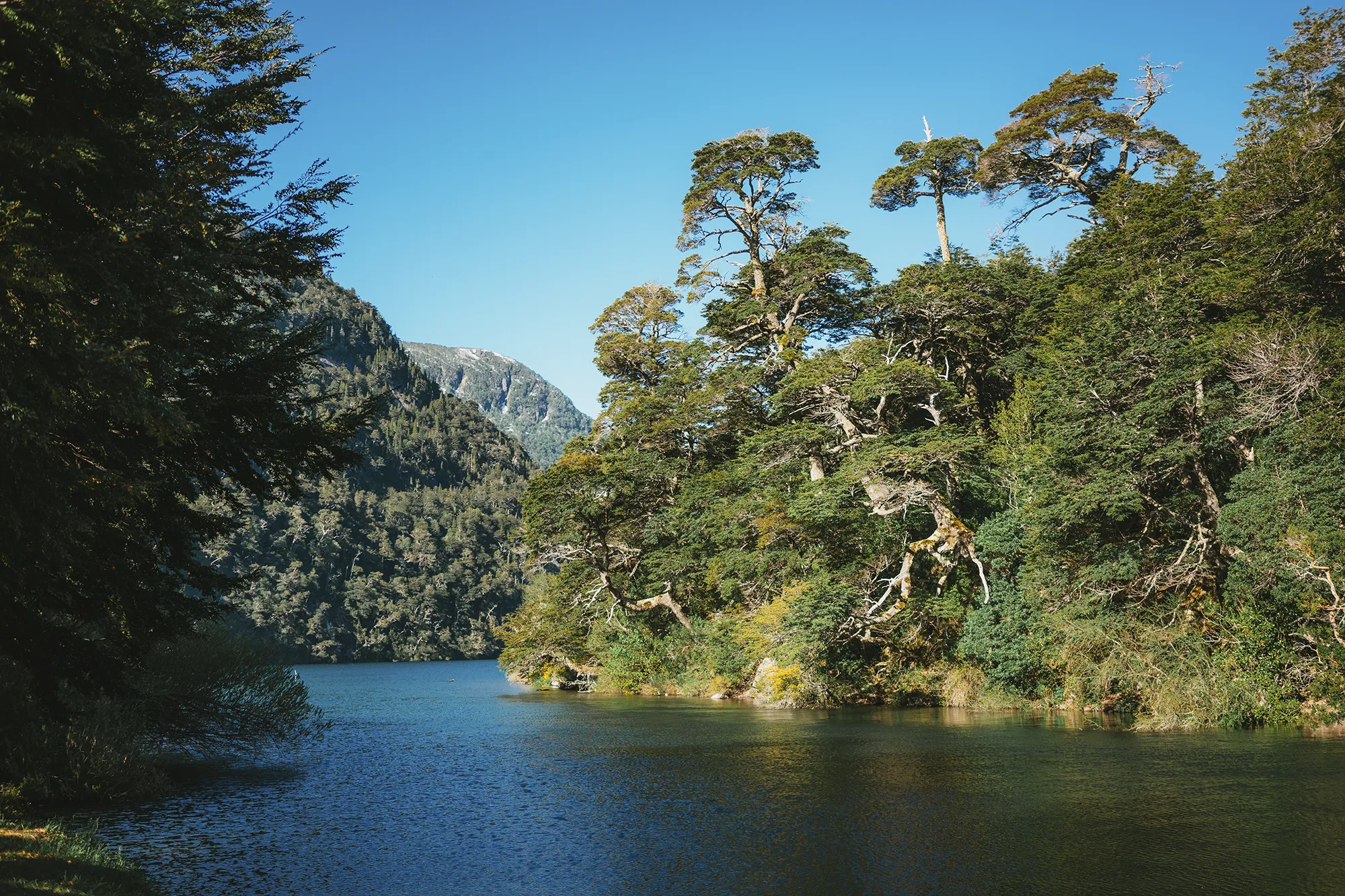 El bosque valdiviano que rodea al brazo Blest del Nahuel Huapi. 